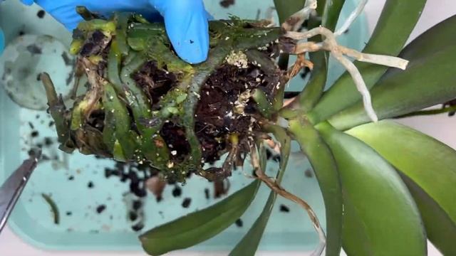 ПОЧЕМУ ГНИЮТ КОРНИ?ОРХИДЕЯ ЗАПОЛНИЛА КОРНЯМИ ВСЮ ЁМКОСТЬ смотреть онлайн