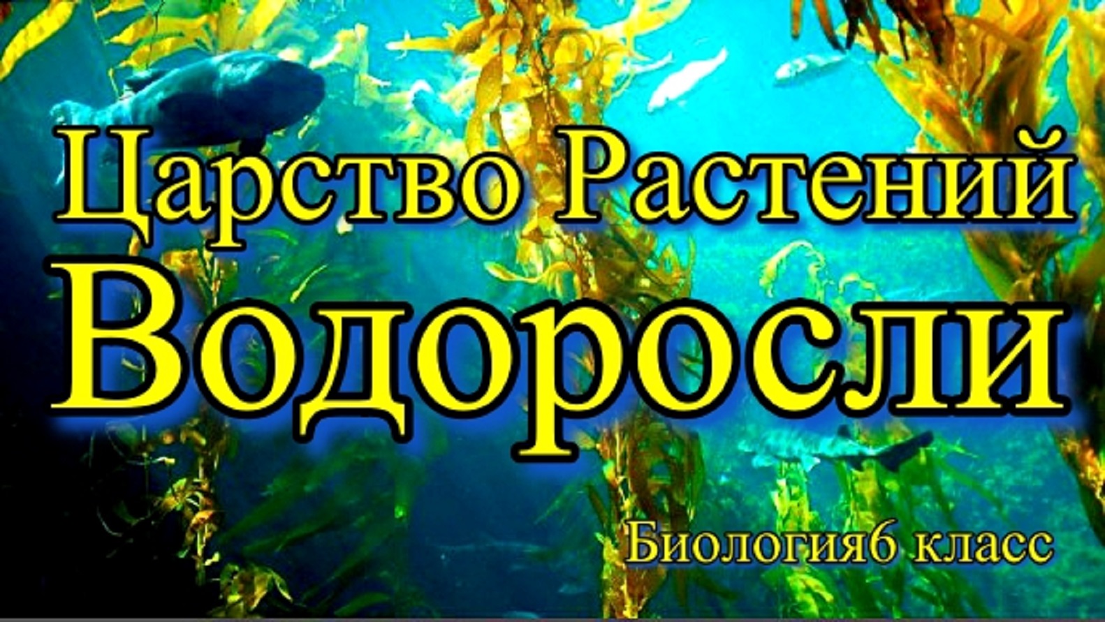 Водоросли и их значение Биология 6 класс.