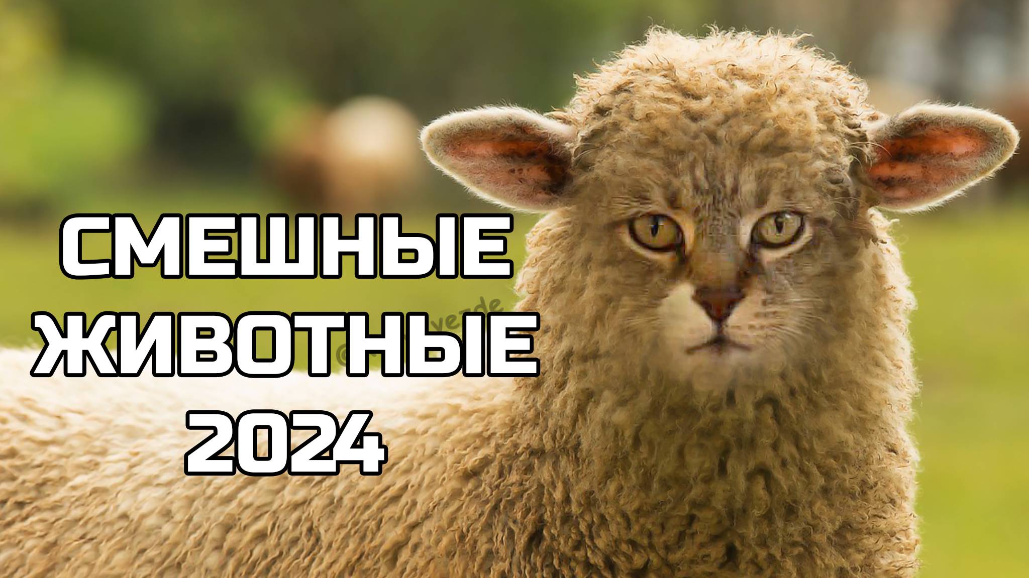 Смешные животные 2024 - попробуй не засмеяться! (№75) котики, котята