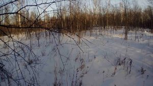 охота на косулю,пять загонов и во всех косули,сразу взяли это наш день