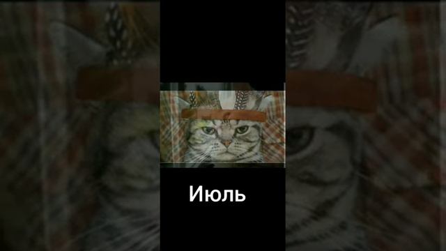 Какой ты котик по месяцу рождения? 🐈 🐈 🐈 смотреть онлайн