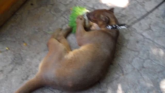 Priscilla's Kitty Grass with a Fossa named Fossa смотреть онлайн