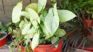 syngonium plant care |arrowhead plant | haji garden