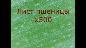 Сравнительный обзор электронных микроскопов с увеличением x500 и  x1600