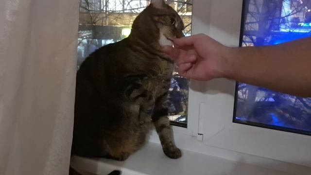 Будешь моей когтеточкой? :) Котосъёмка бэкстейдж \\ Funny Cats backstage