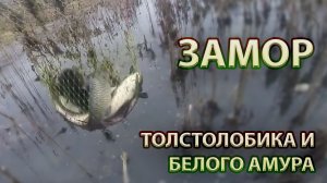 Замор толстолобика и белого амура