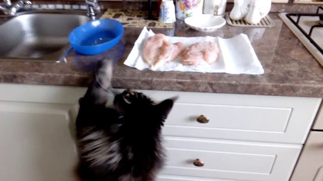 Копия видео "Маленький воришка" смотреть онлайн