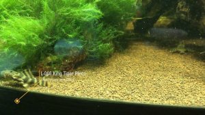 Мой аквариум и его безмолвный колектив). Номерные сомы L-сомы, L-201 ,L-066,L-340,L-397,L-002,L-104