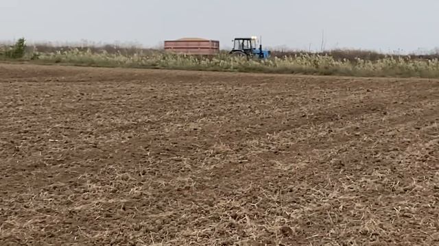 Сеем озимый Ячмень 2020 смотреть онлайн