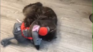 Будни кота Фёдора )))