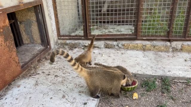 Вы только прсмотрите, носуха Соня стала воспитателем целого ДЕТСКОГО САДА маленьких носушат))) смотреть онлайн