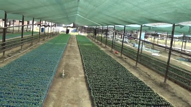 ОБХОД ТЕПЛИЦЫ. 01 июля. Очень жарко +40°☀️ Ташкент. Петуния, Виола, Катарантус, Сальвия, Целозия, . смотреть онлайн