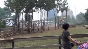 Далянь,сафари парк.