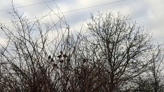 Чищу посуду без усилий_делаем курам вольер/куриные яйца оливкового цвета