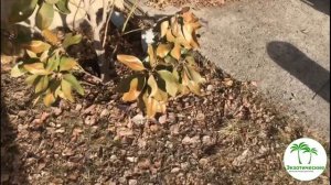 Зимостойкость магнолий в зависимости от сортовой  принадлежности