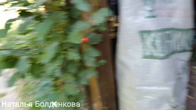Пробуем коптить》Бывает, нет сил》Хозяйство лечит
