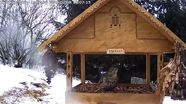 Дрозд-деряба кормится - 8 января 2019