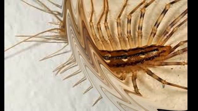 Сороконіжка смотреть онлайн