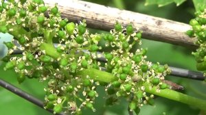 Чем отличаются разные типы цветков винограда? www.vinograd-kriulya.com