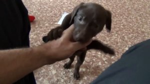 От щенка до легавой собаки - новые правила жизни!