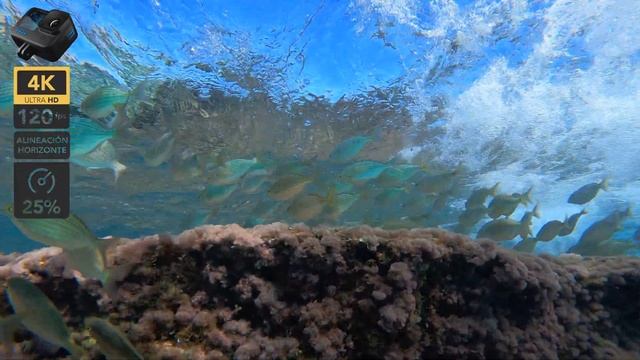 Así FUNCIONA la GOPRO Hero 11 (bajo el agua) ??? смотреть онлайн