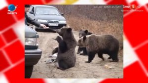 На Сахалине медведи начали чаще выходить к людям