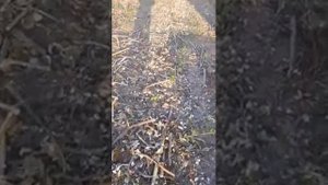 Измельчаю ботву после подсолнуха