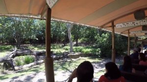 Disney World  Orlando Animal Kingdom  April 2018. Мир Диснея Орландо Флорида