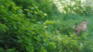 Ловушки для пчел)