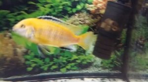 Цихлиды (Чернополосая, еллоу, ауратус, золотой леопард)