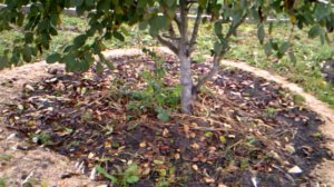 Куда девать куриный помет؟؟؟ осень 2016г.