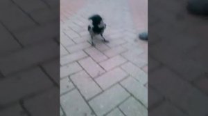 Сорока или ворона смотреть всем это жесть