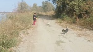Как добывают песок из Кубани в Адыгеи