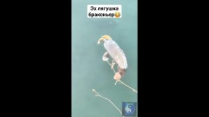 Лягушка наездница. #Shorts
