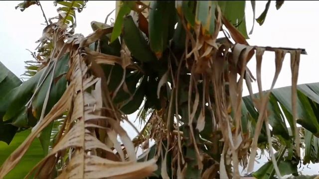 Как цветет банан!! смотреть онлайн