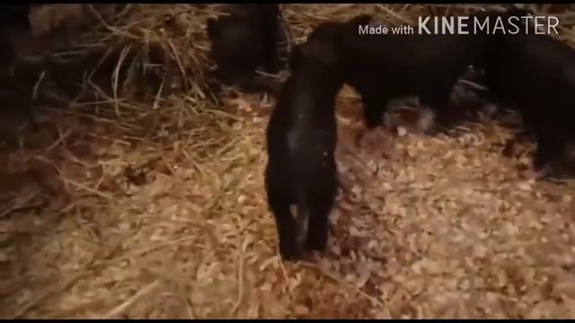 Утро началось с сюрприза. Первый опорос в моем хозяйстве? смотреть онлайн