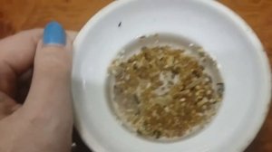 Корм для попугаев Rio мой отзыв о нем