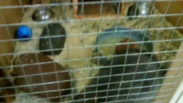 Енотик-кун смотреть онлайн