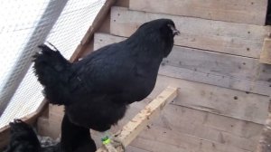 Русская чёрная бородатая (Галан) 3