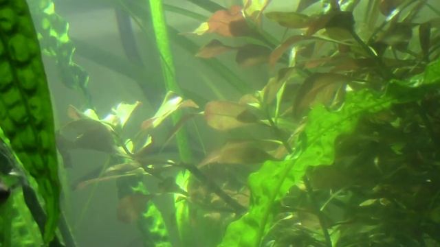 Аквариум 250л на земле год спустя. смотреть онлайн