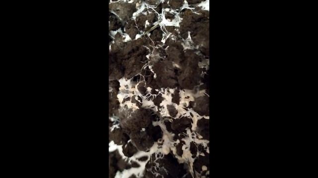 Выращиваем шампиньоны дома! смотреть онлайн