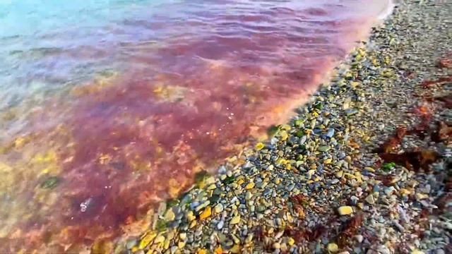 МОРЕ В ГЕЛЕНДЖИКЕ СТАЛО КРАСНОГО ЦВЕТА. ЧТО ПРОИСХОДИТ?