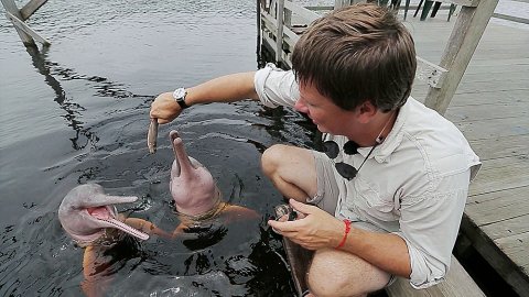 Мир наизнанку: Розовые дельфины. Бананы