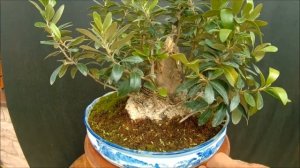 2020 лето бонсай  Олива  Olea europaea