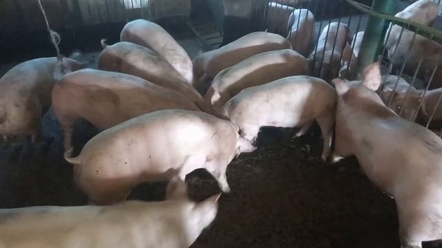 ПЕРВАЯ ВЫКАЧКА КАНАЛИЗАЦИИ В СВИНАРНИКЕ. Робота Асенизатора. смотреть онлайн