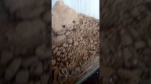 Спящий паук фаланга, сольпуга