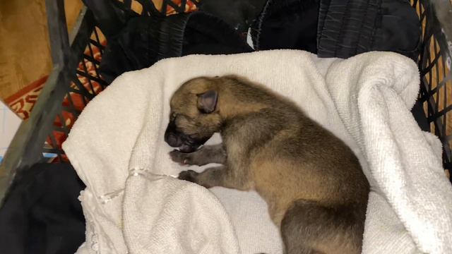 ÖLÜMLE PENÇELEŞEN KURT YAVRUSUNU KURTARMAYA ÇALIŞTIK!!! (2 HAFTA ÖNCESİNE AİT BİR VİDEO!!!) смотреть онлайн