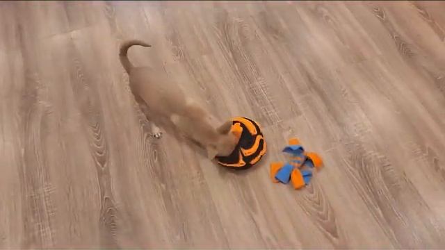 новая игрушка для Луны( Ниагары Космосовны)из Перми выпускник питомника чихуахуа Кастропуло Крым ☺️ смотреть онлайн