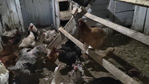 Курица снесла маленькое яйцо ?
