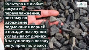 Малино-клубника (клубничная малина) – секреты выращивания